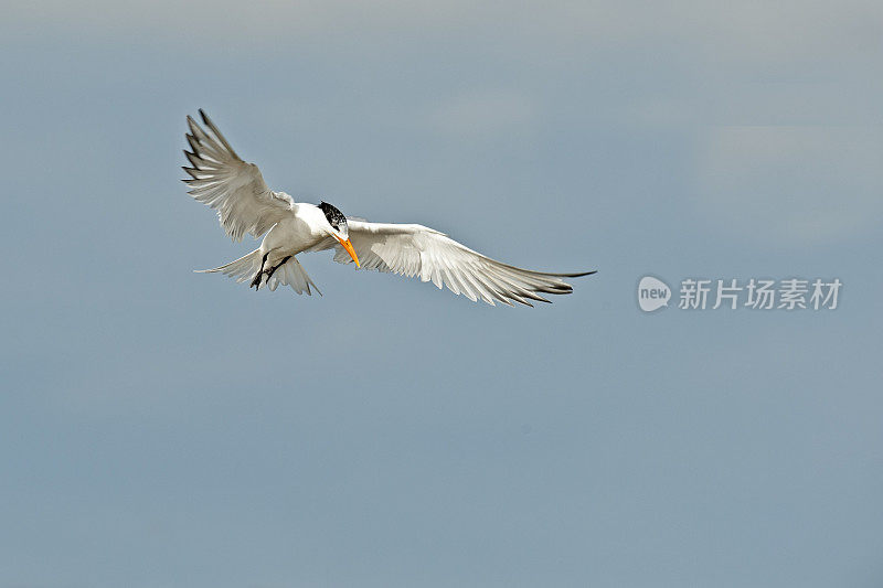 皇家燕鸥，大力神，德索托堡县公园，佛州Tierra Verde。飞行。